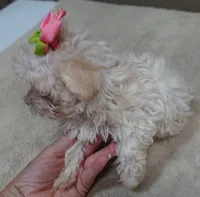 Teacup Maddie 1.3 lbs, a female Maltipoo for sale in Colcord, OK – 8 of 10