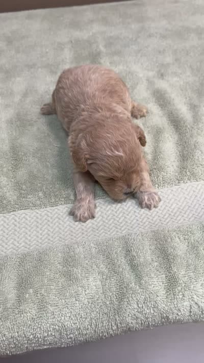 Echo, a male Maltipoo for sale in Colcord, OK – 10 of 10