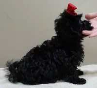 TEACUP Niko 1 lb 11 ozs, a male Maltipoo for sale in Colcord, OK – 5 of 10
