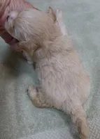 Poppy 13 ounces, a female Maltipoo for sale in Colcord, OK – 9 of 10