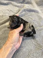 Milo, a male Poodle - Toy  for sale in Colcord, OK – 9 of 10
