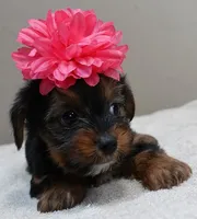 Bubbles, a female Yorkshire Terrier for sale in Colcord, OK – 5 of 10