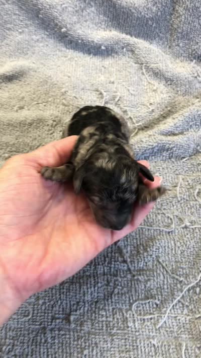 Mirlo, a male Poodle - Toy  for sale in Colcord, OK – 10 of 10