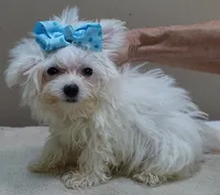 TEACUP Harlow , a male Maltese for sale in Colcord, OK – 9 of 10