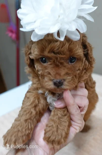 Stunning deep red – Poodle - Toy  puppy for sale in Colcord, OK