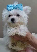 TEACUP Harlow , a male Maltese for sale in Colcord, OK – 7 of 10