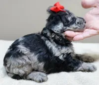 Mirlo rare blue merle, a male Poodle - Toy  for sale in Colcord, OK – 7 of 10