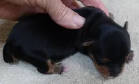 Peyton, a male Yorkshire Terrier for sale in Colcord, OK – 4 of 10