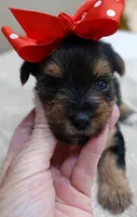 Ziggy 1 lb 5 ounces, a male Yorkshire Terrier for sale in Colcord, OK – 5 of 10