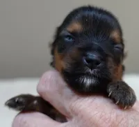 Teacup Bailey 6 3/4 ounces, a female Yorkshire Terrier for sale in Colcord, OK – 4 of 7