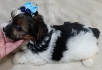 Eli parti, a male Yorkshire Terrier for sale in Colcord, OK – 5 of 10