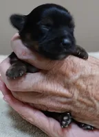 Molly 9 ounces , a female Yorkshire Terrier for sale in Colcord, OK – 4 of 6