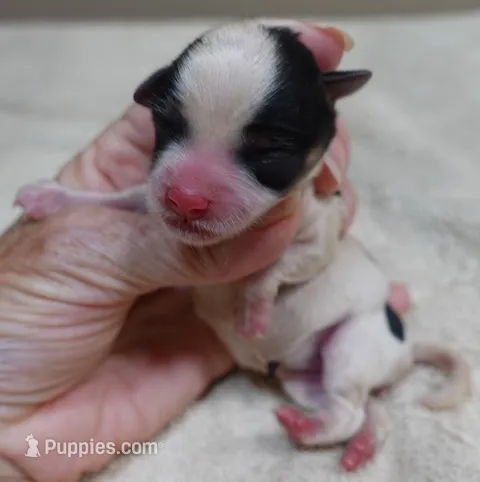 Lexiea – Yorkshire Terrier puppy for sale in Colcord, OK