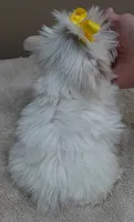 1.3 LBS MICRO TEACUP, a male Maltese for sale in Colcord, OK – 6 of 10