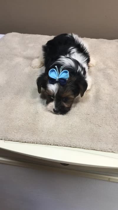 Eli parti, a male Yorkshire Terrier for sale in Colcord, OK – 10 of 10