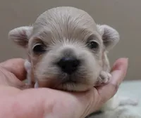 Brynn 12 ounces, a female Maltipoo for sale in Colcord, OK – 9 of 10