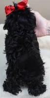 TEACUP Niko 1 lb 11 ozs, a male Maltipoo for sale in Colcord, OK – 10 of 10