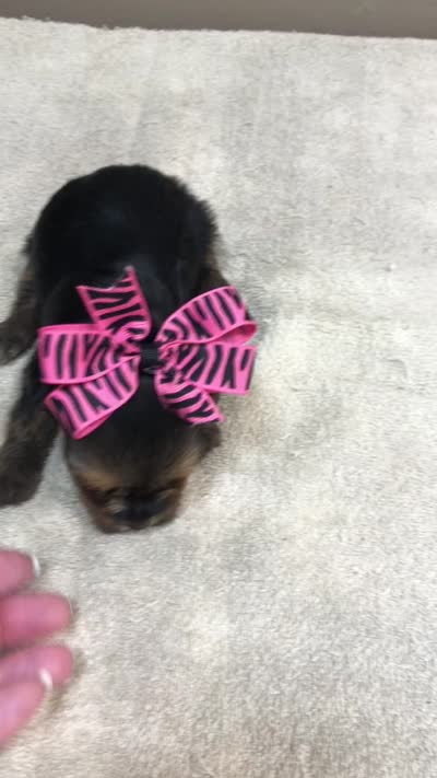 Tiny Daisy 14 ounces, a female Yorkshire Terrier for sale in Colcord, OK – 10 of 10
