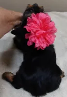 Bubbles, a female Yorkshire Terrier for sale in Colcord, OK – 9 of 10