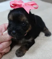 2nd chance, a female Yorkshire Terrier for sale in Colcord, OK – 3 of 5