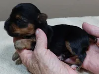Ziggy 11 1/4 ounces, a male Yorkshire Terrier for sale in Colcord, OK – 2 of 4