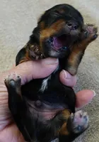 Nutmeg, a male Yorkshire Terrier for sale in Colcord, OK – Photo 4 of 9