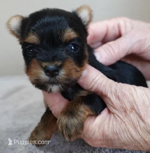 Nutmeg – Yorkshire Terrier puppy for sale in Colcord, OK