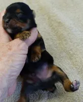 Nutmeg, a male Yorkshire Terrier for sale in Colcord, OK – Photo 5 of 9