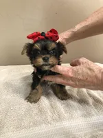 Nutmeg 1 lb 5 ozs TINY, a male Yorkshire Terrier for sale in Colcord, OK – Photo 7 of 10