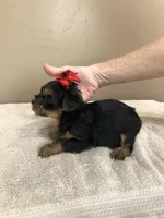 Nutmeg 1 lb 5 ozs TINY, a male Yorkshire Terrier for sale in Colcord, OK – Photo 9 of 10