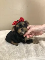 Nutmeg 1 lb 5 ozs TINY, a male Yorkshire Terrier for sale in Colcord, OK – Photo 10 of 10