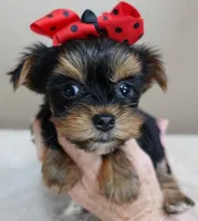 Nutmeg 1 lb 5 ozs TINY, a male Yorkshire Terrier for sale in Colcord, OK – Photo 3 of 10