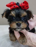 Nutmeg 1 lb 5 ozs TINY, a male Yorkshire Terrier for sale in Colcord, OK – Photo 4 of 10