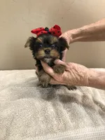 Nutmeg 1 lb 5 ozs TINY, a male Yorkshire Terrier for sale in Colcord, OK – Photo 8 of 10