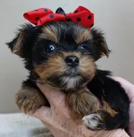 Nutmeg 1 lb 5 ozs TINY, a male Yorkshire Terrier for sale in Colcord, OK – Photo 6 of 10