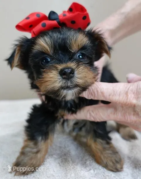 Nutmeg 1 lb 5 ozs TINY – Yorkshire Terrier puppy for sale in Colcord, OK