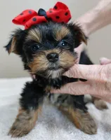 Nutmeg 1 lb 5 ozs TINY, a male Yorkshire Terrier for sale in Colcord, OK – Photo 1 of 10