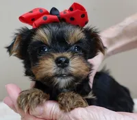 Nutmeg 1 lb 5 ozs TINY, a male Yorkshire Terrier for sale in Colcord, OK – Photo 2 of 10