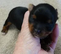 Nutmeg, a male Yorkshire Terrier for sale in Colcord, OK – Photo 8 of 9