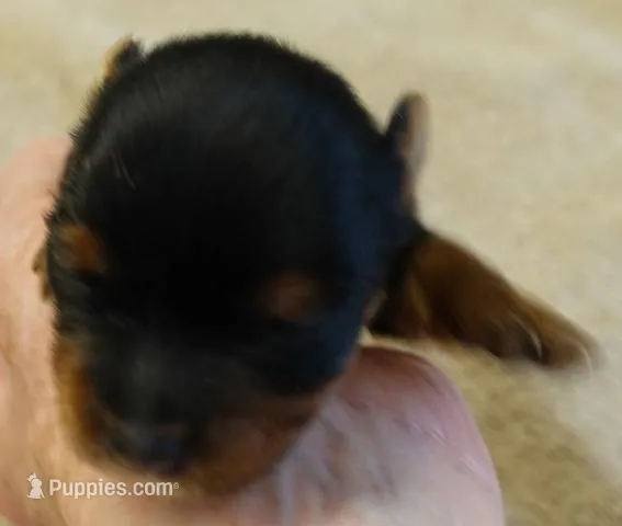 Nutmeg, a male Yorkshire Terrier for sale in Colcord, OK – Photo 1 of 9
