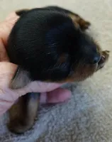 Nutmeg, a male Yorkshire Terrier for sale in Colcord, OK – Photo 3 of 9