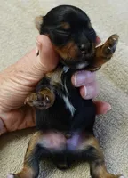 Nutmeg, a male Yorkshire Terrier for sale in Colcord, OK – Photo 7 of 9