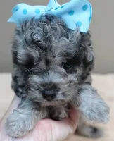 Merle Stanley 1 lb 12 ozs, a male Poodle - Toy  for sale in Colcord, OK – 7 of 10