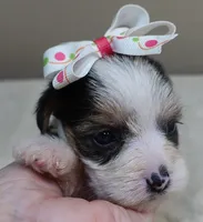 Tiny Bunny 1 lb 4 ozs, a female Yorkshire Terrier for sale in Colcord, OK – 4 of 10
