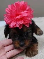 Bubbles, a female Yorkshire Terrier for sale in Colcord, OK – 6 of 10
