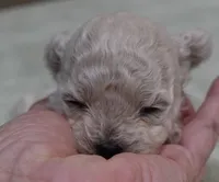 Aggie 10 ounces , a female Maltipoo for sale in Colcord, OK – 6 of 10