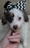 one more week , a female Poodle - Toy  for sale in Colcord, OK – 5 of 10