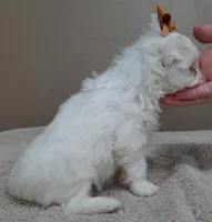 Harlow 18 ounces, a male Maltese for sale in Colcord, OK – Photo 4 of 10