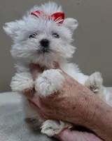 1.2 LBS MICRO TEAcUP, a male Maltese for sale in Colcord, OK – 7 of 10
