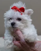 1.2 LBS MICRO TEAcUP, a male Maltese for sale in Colcord, OK – 5 of 10